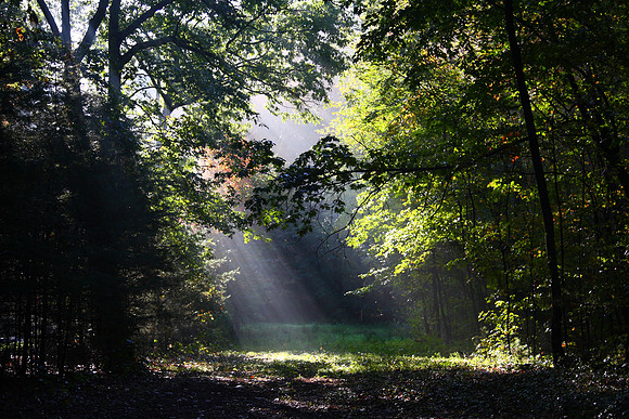 Rays of Light