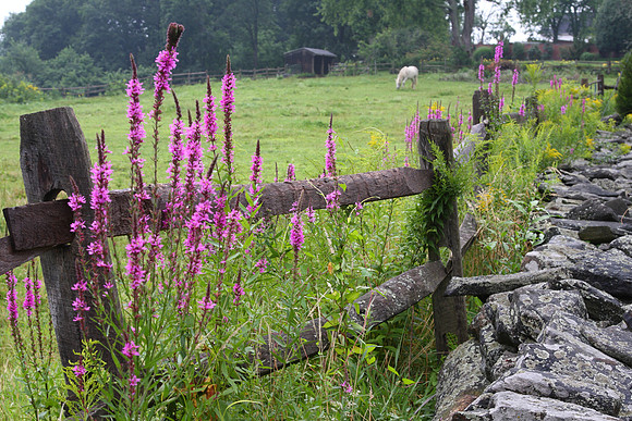 Summer FLowers