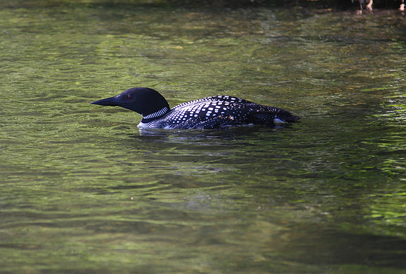 Loon